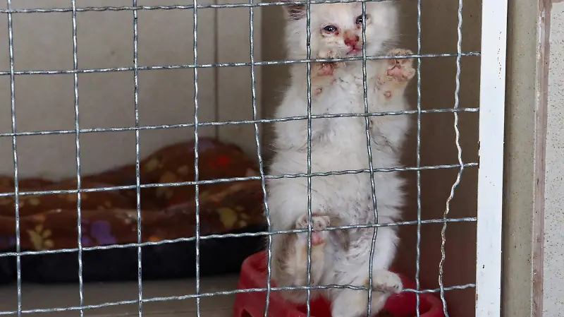 BRIGADA DE VIGILANCIA ANIMAL 6